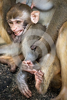 Picture of the Macaque Rhesus baby showing teeth