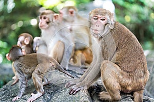 Picture of the Macaque Rhesus family
