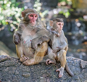 Picture of the Macaque Rhesus family