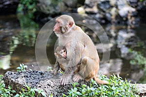 Picture of the Macaque Rhesus family