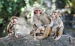 Picture of the Macaque Rhesus family