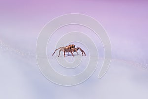 Picture macro close-up spider