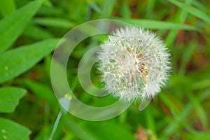 Picture in macro with white dandelion on green