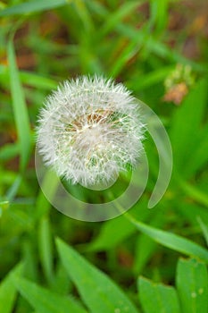 Picture in macro with white dandelion on green