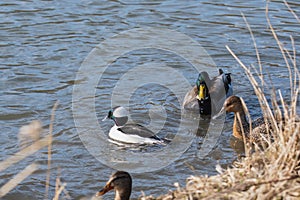 A picture of a male bufflehead swimming in the pond.