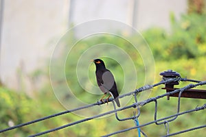 Picture of male jungle myna perching on wire of electricity power