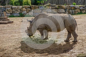 Picture of a male rhino eating