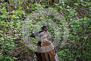 A picture of a male woodduck resting on the stud.