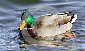 picture with a mallard swimming in lake