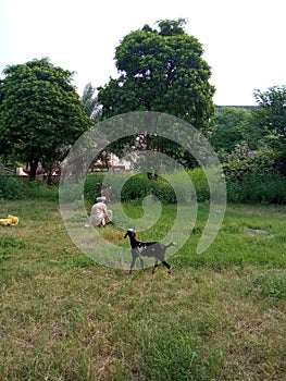 In this picture, a man is cutting grass with a goat