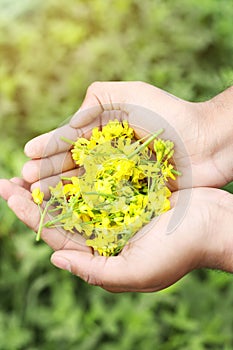 Picture of man hand is holding mustard beautiful yellow flowers