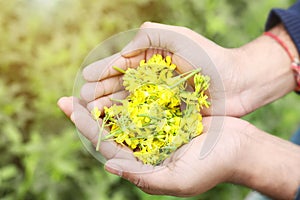 Picture of man hand is holding mustard yellow flowers