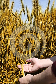 Picture of man hand is holding wheat fields for punjabi culture