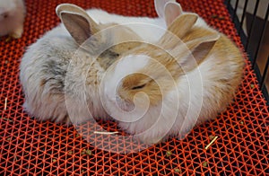 Picture Mini lops are rabbits that are born from crossbreeding between several breeds.