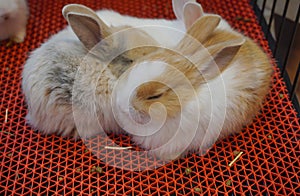 Picture Mini lops are rabbits that are born from crossbreeding between several breeds. photo