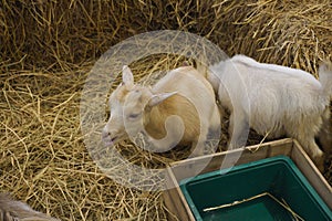 Picture Mini Pygmy Goat This is a tiny breed of goat, only 60 centimeters tall.