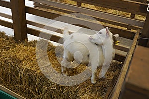 Picture Mini Pygmy Goat This is a tiny breed of goat, only 60 centimeters tall.