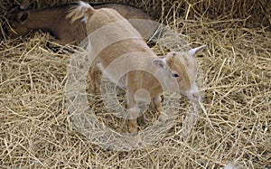 Picture Mini Pygmy Goat This is a tiny breed of goat, only 60 centimeters tall.