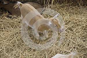 Picture Mini Pygmy Goat This is a tiny breed of goat, only 60 centimeters tall.