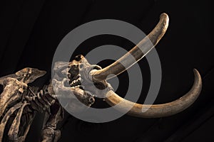 Model of a wooly mammoth at a museum