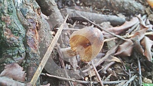 A picture of mold or fungus or jamur