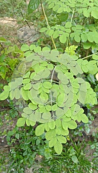 Picture of moringa leaves