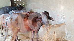 A Picture of murrah Buffalo photo