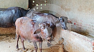 A picture of murrah Buffalo photo