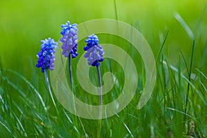 Picture of muscari with green grass