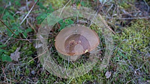 Picture of mushroom, Suillus collinitus is a pored mushroom of the genus Suillus in the family Suillaceae