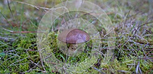 Picture of mushroom, Suillus collinitus is a pored mushroom of the genus Suillus in the family Suillaceae