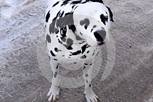 Picture of my dalmatian pure spotted spotty .