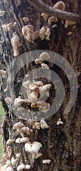 picture of a nearly dried mushroom growing on a weathered tree