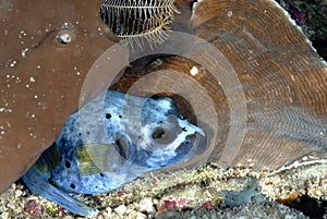 A picture of a puffer fish