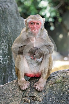 Picture of the old Macaque Rhesus