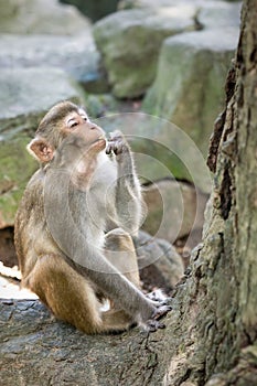 Picture of the old Macaque Rhesus eating