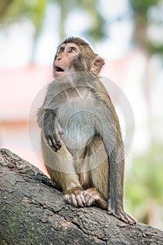 Picture of the old Macaque Rhesus wondering