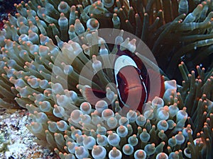 A Picture of orange nemo clown fish and its beautiful anemone.