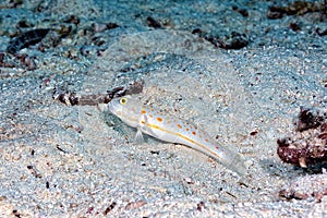 A picture of a orange spotted sleepergoby