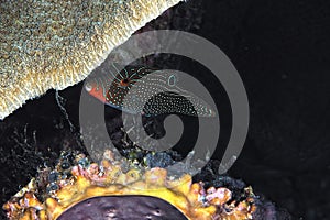 A picture of an orangestriped triggerfish