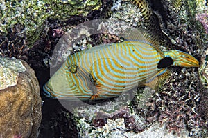 A picture of an orangestriped triggerfish