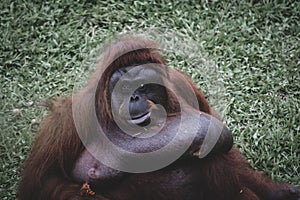 Picture of orangutan sit on green grass