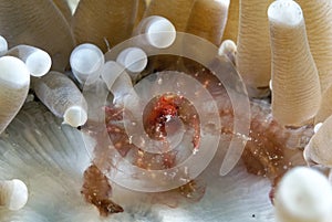 A picture of an orangutang crab