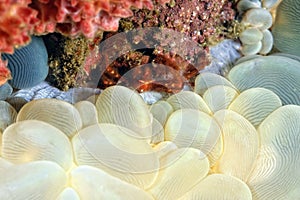 A picture of an orangutang crab