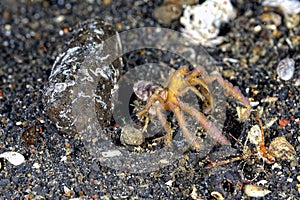 A picture of an orangutang crab