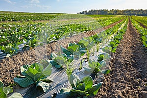 Picture of an organic farm field with patches covered with plastic mulch