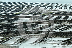 The picture from the oyster farm in Normandy