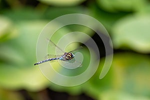 A picture of a Paddle-tailed Darner hovering in the air.