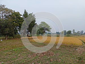 picture of paddy and tree in the field