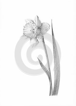 Picture Painting Picture pencil Painting graphic Painting black and white Drawing Narcissus flower Daffodil